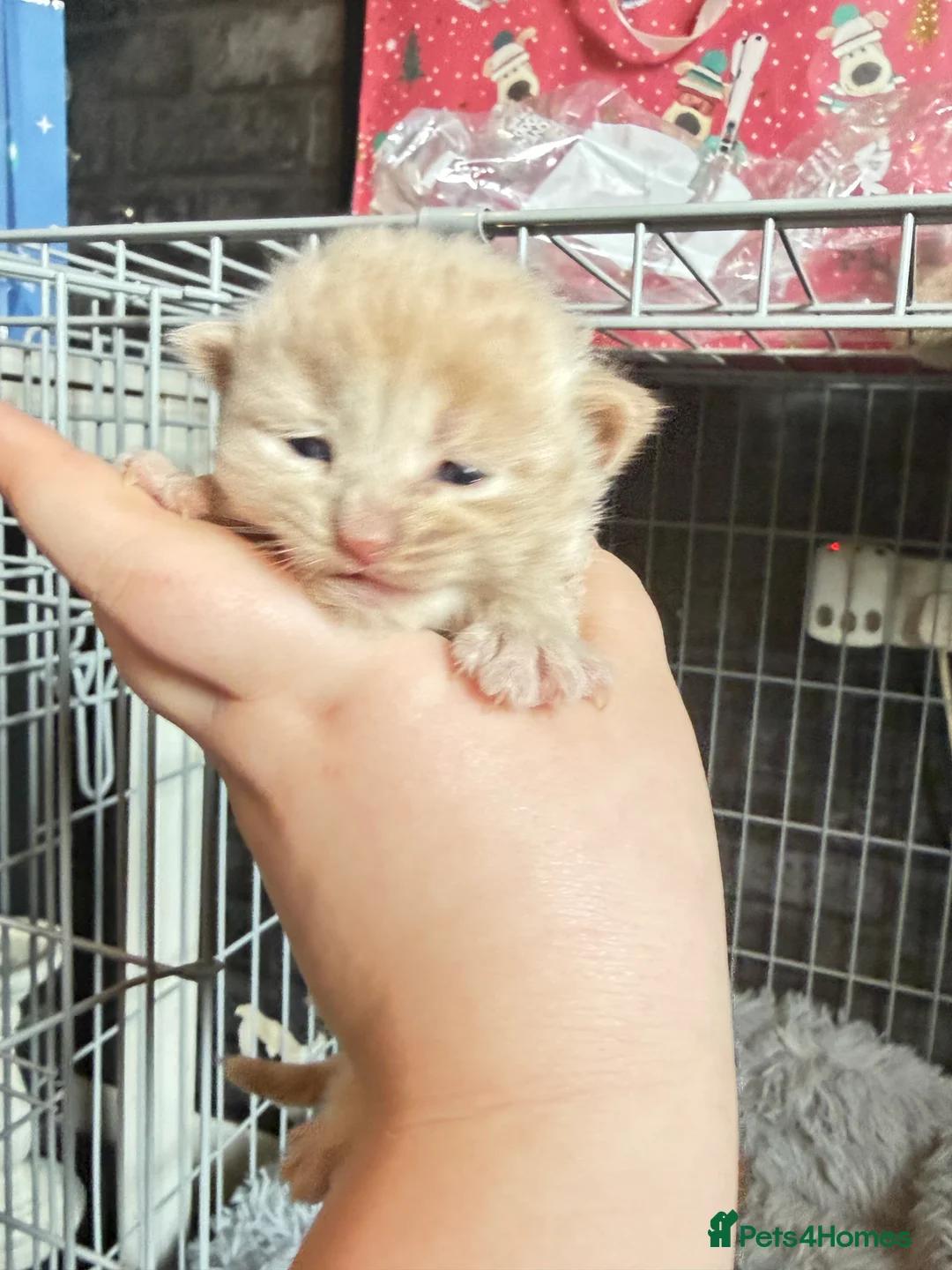 Mixed Breed cats for sale: 5 kittens  - Advert 14
