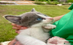 Ragdoll cats for sale: Ragdoll cross kittens  - Image 8