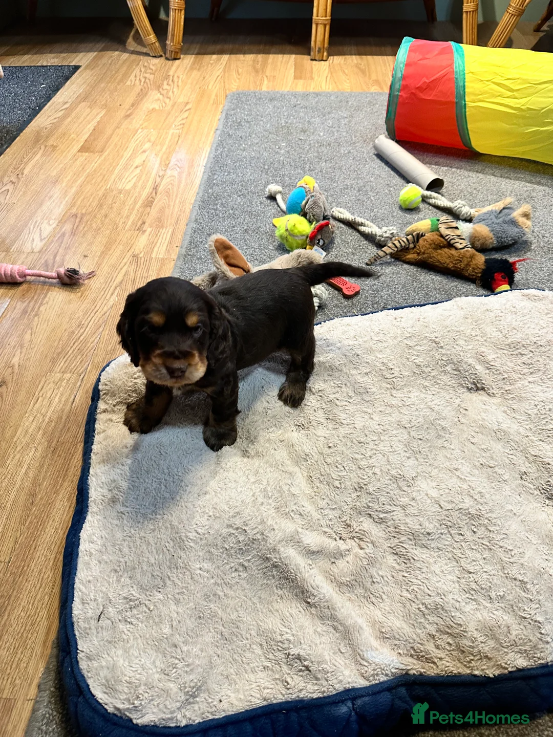 Cocker Spaniel dogs for sale: 2 Handsome Choc+tan and Gold boys - Advert 7