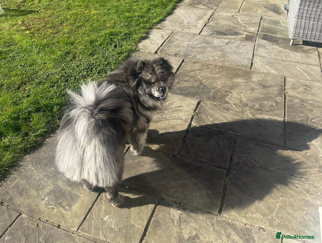 Chow Chow dogs for sale: Chow chow merle  - Image 5