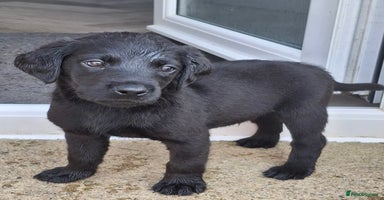 Labrador Retriever dogs - Advert 1