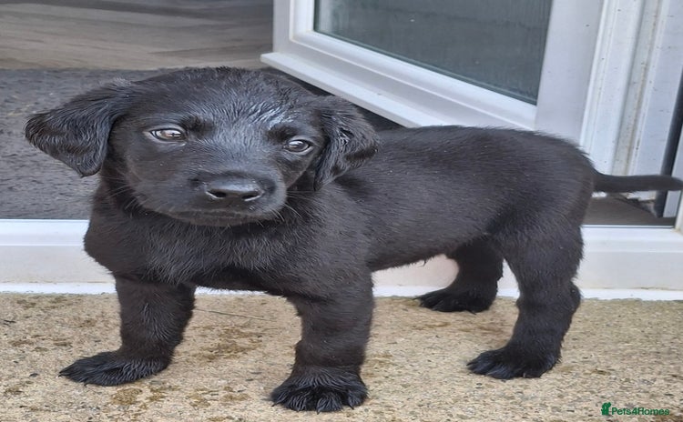 Labrador Retriever dogs - Advert 1