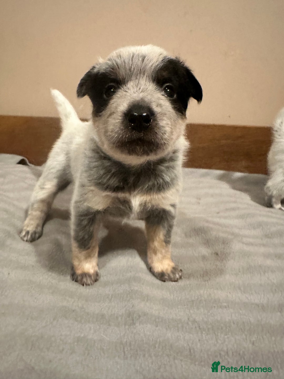 Australian Cattle Dog dogs for sale: Absolutely stunning litter!! - Advert 21