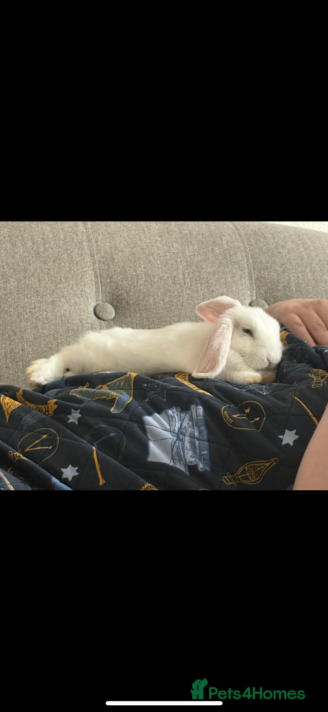 Dwarf Lop rabbits for sale: One Dwarf lop fluffy baby boy left - Image 6