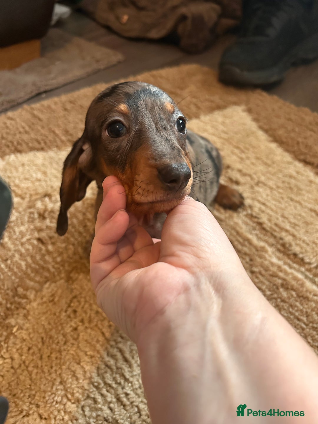 Miniature Dachshund dogs for sale: Dachshund puppies boys and girls ready now - Advert 12