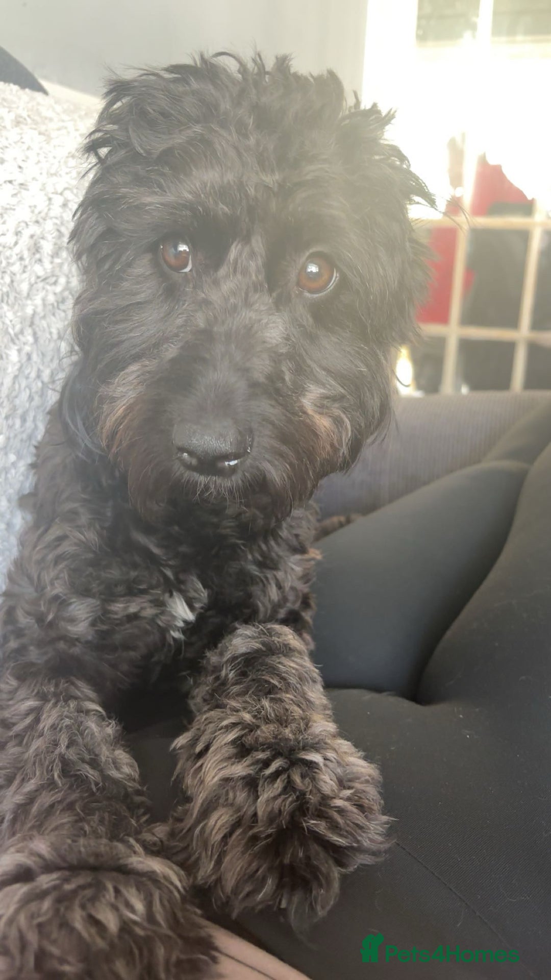 Cavapoo dogs for sale: Mabel  - Advert 8