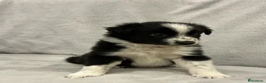 Border Collie Puppy 1