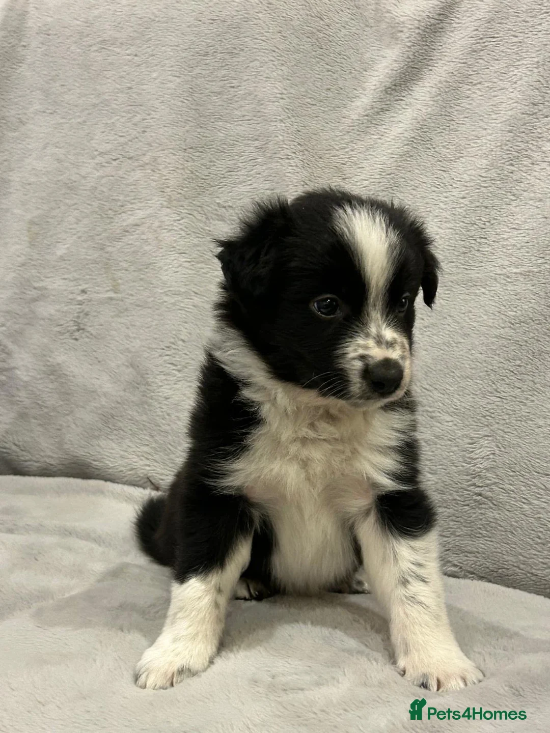 Border Collie dogs for sale: Border collie puppies  - Advert 5