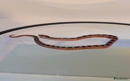 Corn Snake reptiles for sale: Pied Babies for sale - Image 6