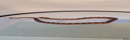 Corn Snake reptiles for sale: Pied Babies for sale - Advert 6