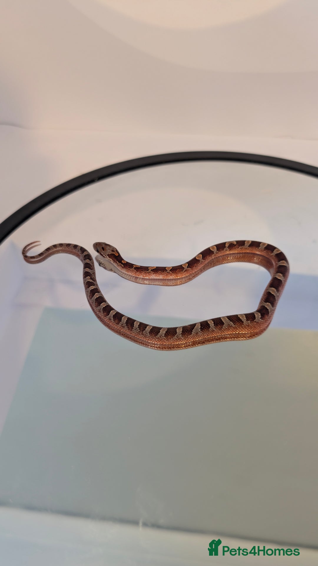 Corn Snake reptiles for sale: Pied Babies for sale - Image 6