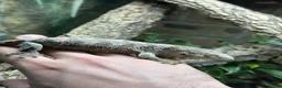 Gecko reptiles for sale: Pair of Leachianus Geckos and juveniles  - Advert 7