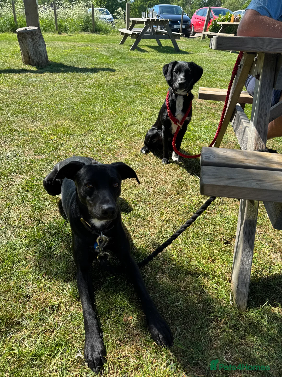 Mixed Breed dogs for sale: Collie x Cocker spaniel  - Advert 4