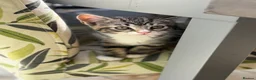 Mixed Breed cats for sale: Half Russian Blue kittens - Advert 12