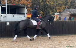 Danish Warmblood horses for sale: Jazz gelding with a definite future in dressage - Advert 8