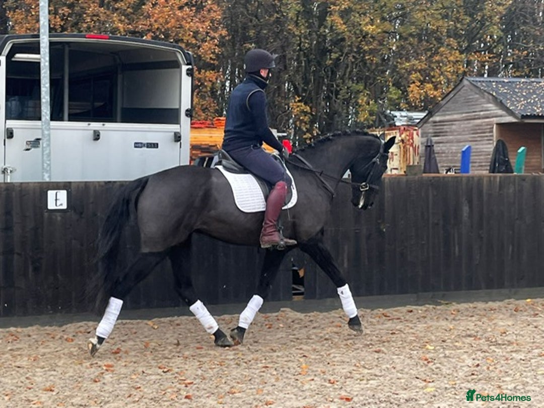 Danish Warmblood horses for sale: Jazz gelding with a definite future in dressage - Advert 8
