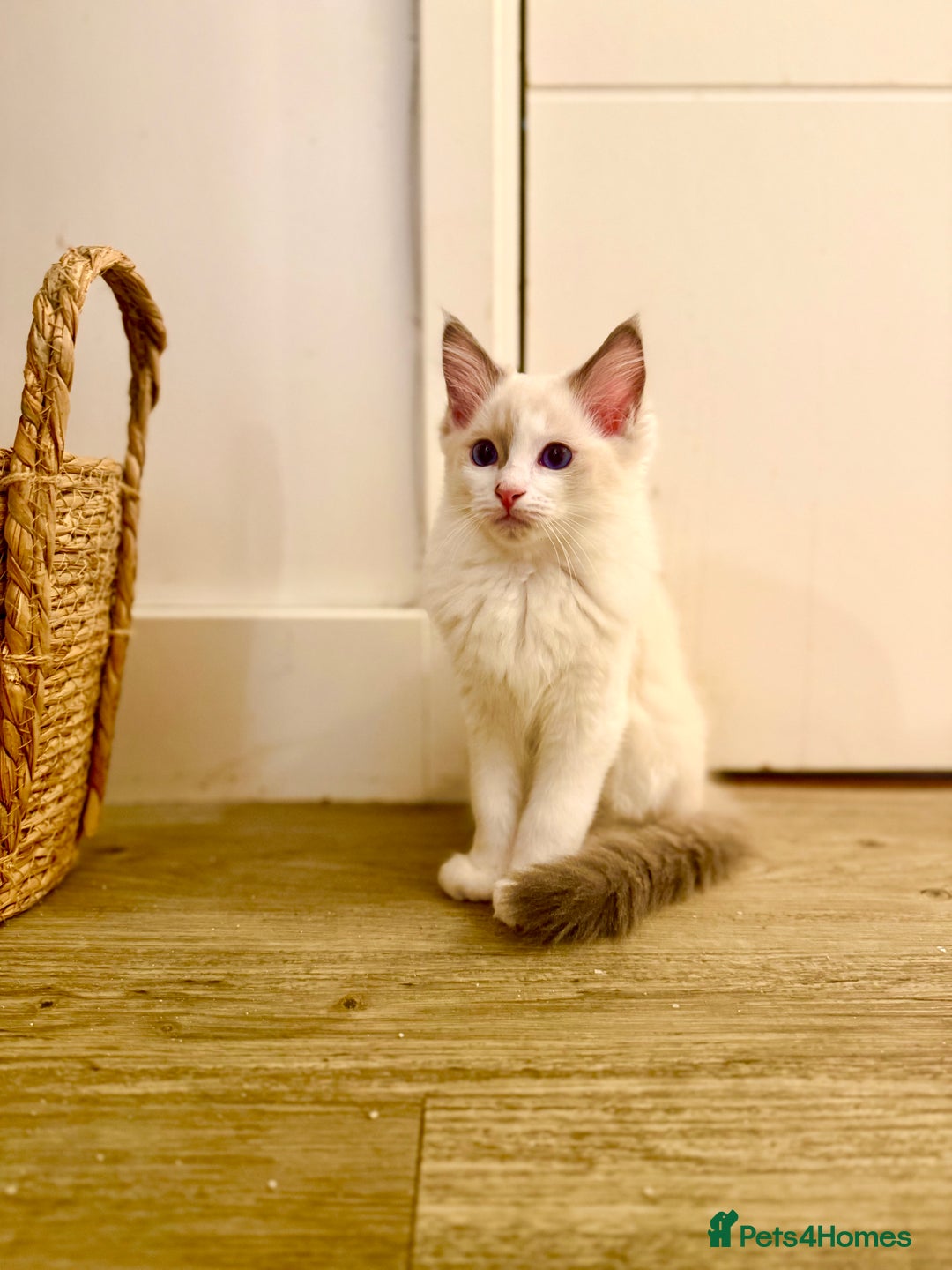 Ragdoll cats for sale: ✨🐾 Beautiful Ragdoll Kittens ✨🐾 - Image 5