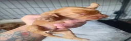 Cockapoo dogs for sale: F1 cockapoo - Advert 4