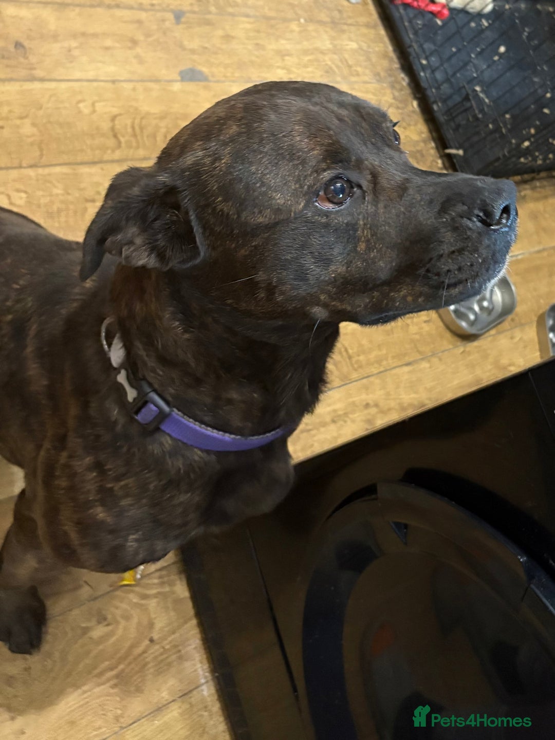 Cane Corso dogs for sale: Zara  - Advert 4