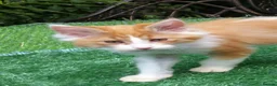 Mixed Breed cats for sale: Large Long Haired Kittens  Looking for good homes  - Advert 15