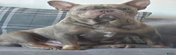 French Bulldog dogs for sale: KC REGISTERED French Bulldog Puppies! - Advert 1