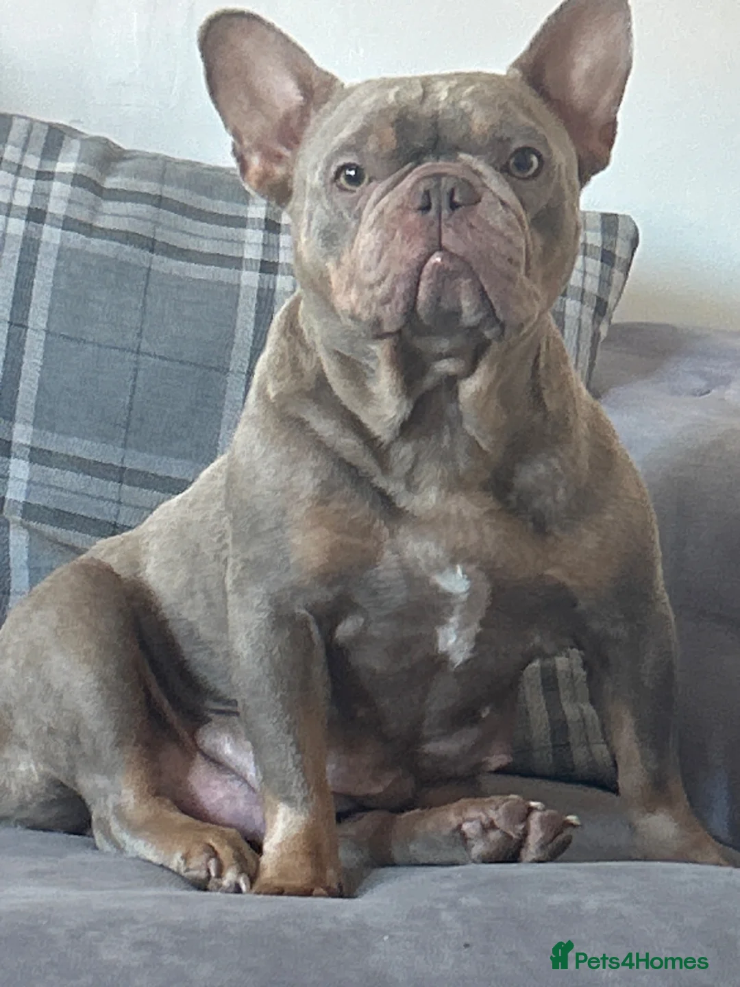 French Bulldog dogs for sale: KC REGISTERED French Bulldog Puppies! - Advert 1