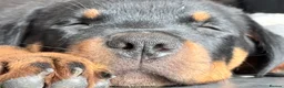 Rottweiler dogs for sale: Rottweiler puppies. 1 LEFT. READY TO GO. - Advert 3