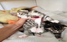 Mixed Breed cats for sale: Kittens boys mixed breed fluffy  - Image 3