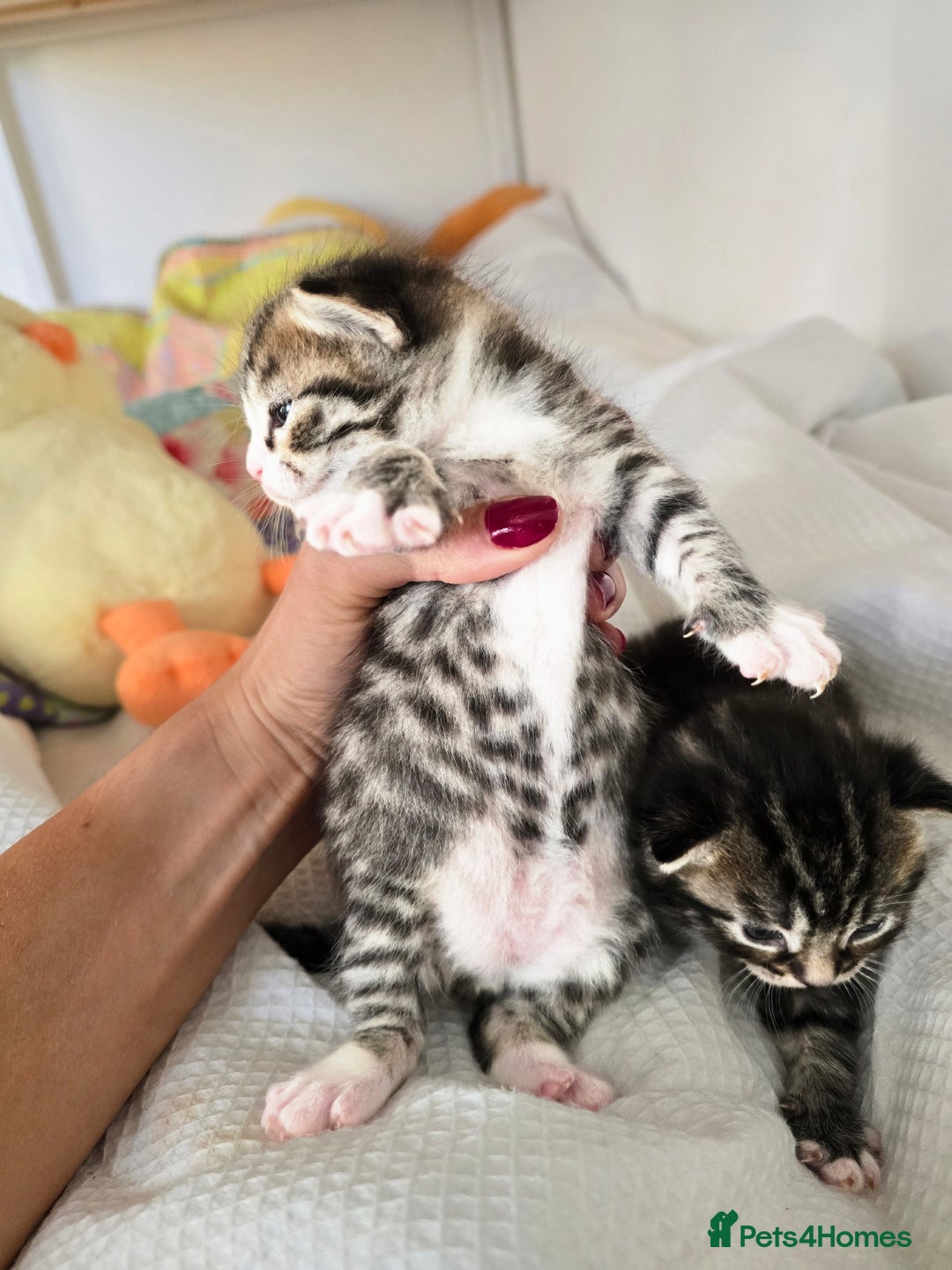 Mixed Breed cats for sale: Kittens boys mixed breed fluffy  - Image 3