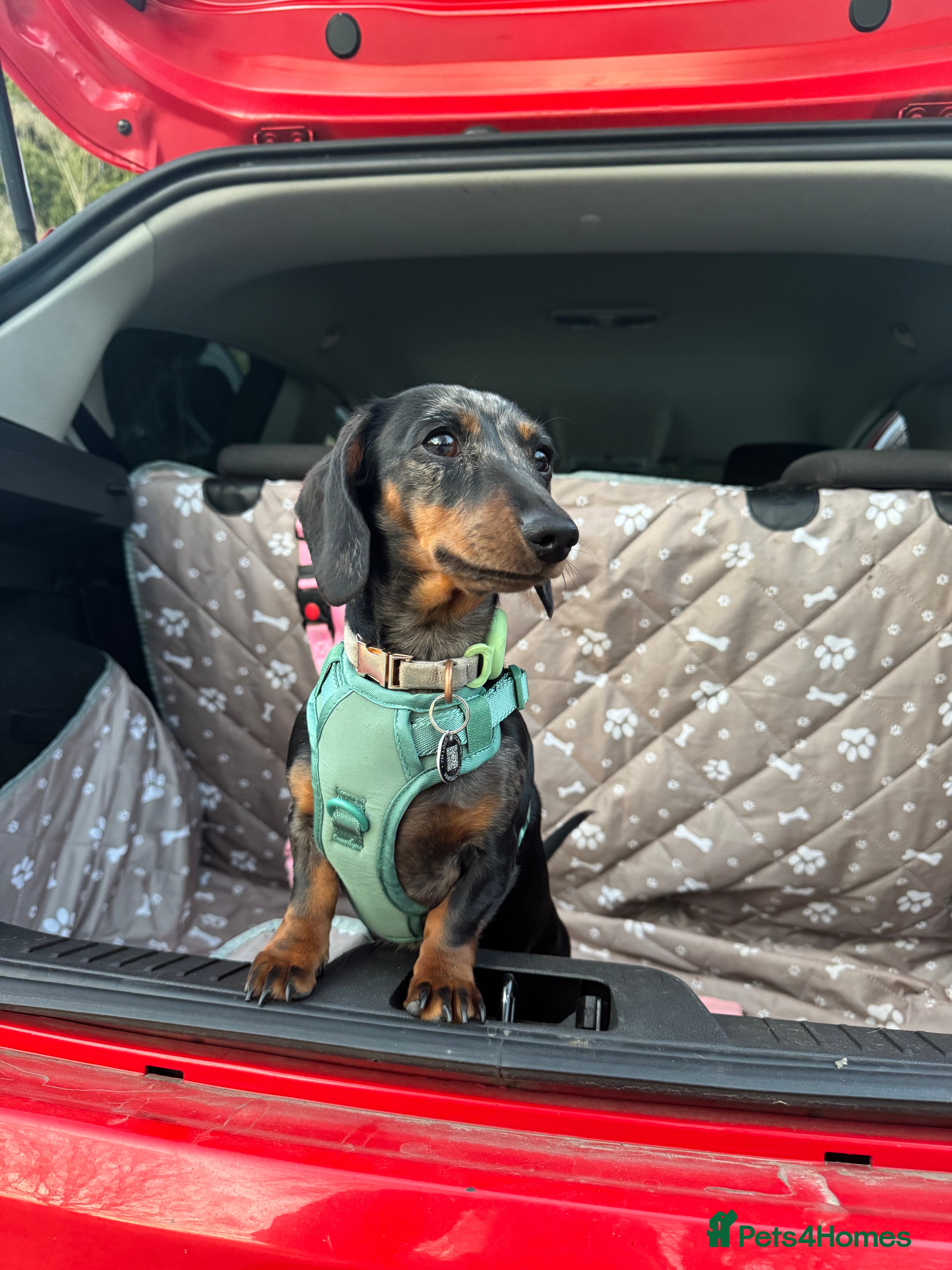 Miniature Dachshund dogs Miniature Dapple Dachshunds - Advert 2