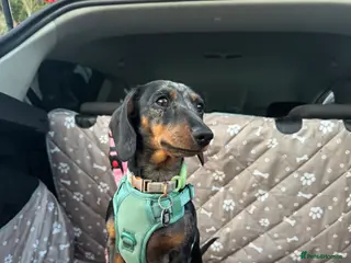 Miniature Dachshund dogs Miniature Dapple Dachshunds - Advert 2