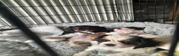 King Charles Spaniel dogs for sale: Beautiful cavalier king charles puppy's for sale  - Advert 3