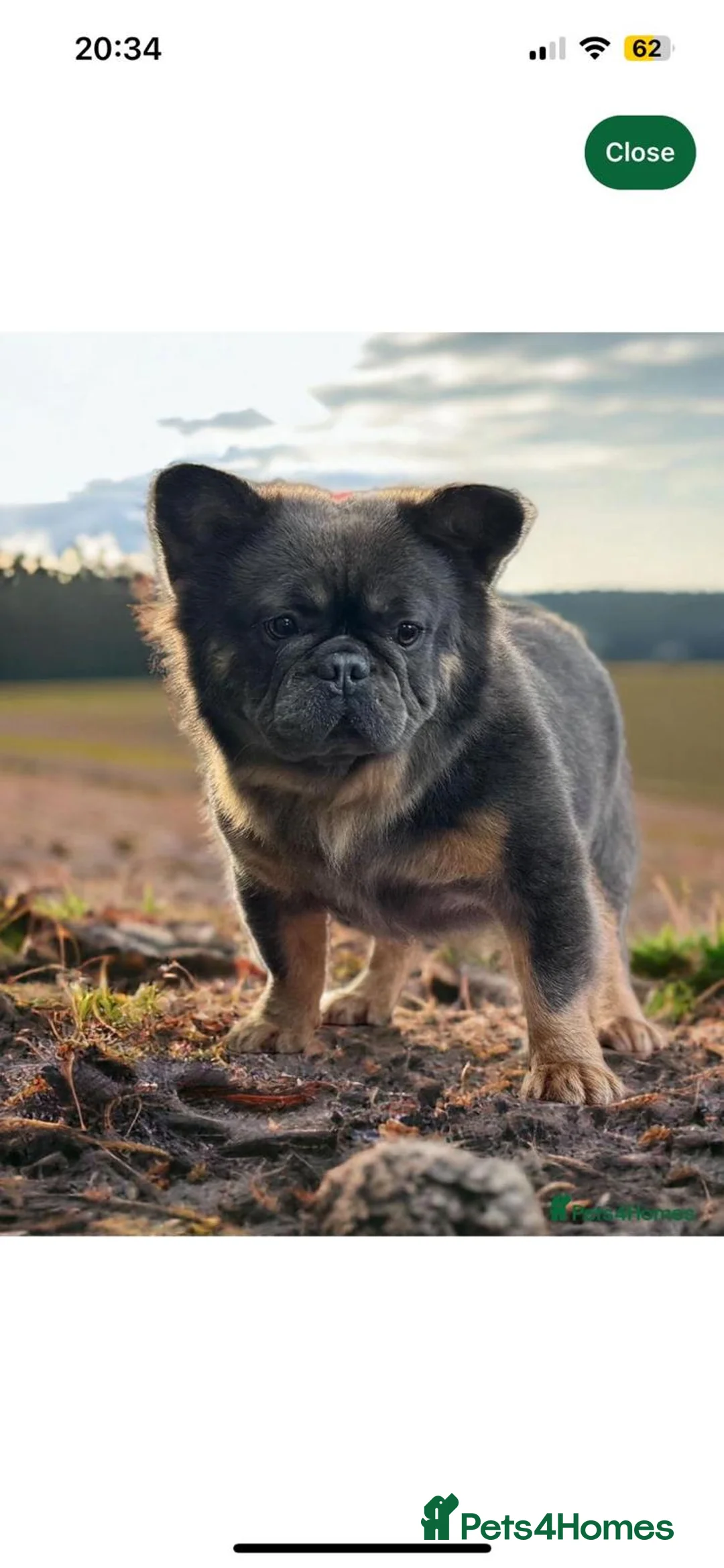 French Bulldog dogs for sale: French bulldog puppies ready for a loving new home - Advert 2