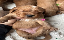 Cockalier dogs for sale: Cockalier puppies for sale  - Image 9