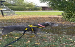 Staffordshire Bull Terrier dogs for sale: Staffordshire bull terrier - Image 2