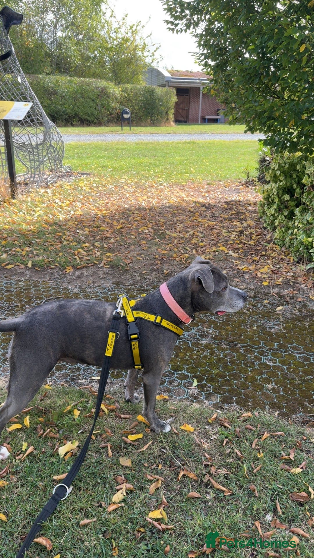 Staffordshire Bull Terrier dogs for sale: Staffordshire bull terrier - Image 2