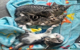 Domestic Shorthair cats for sale: Kittens for sale  - Image 3