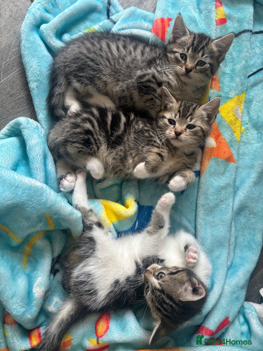 Domestic Shorthair cats for sale: Kittens for sale  - Image 3