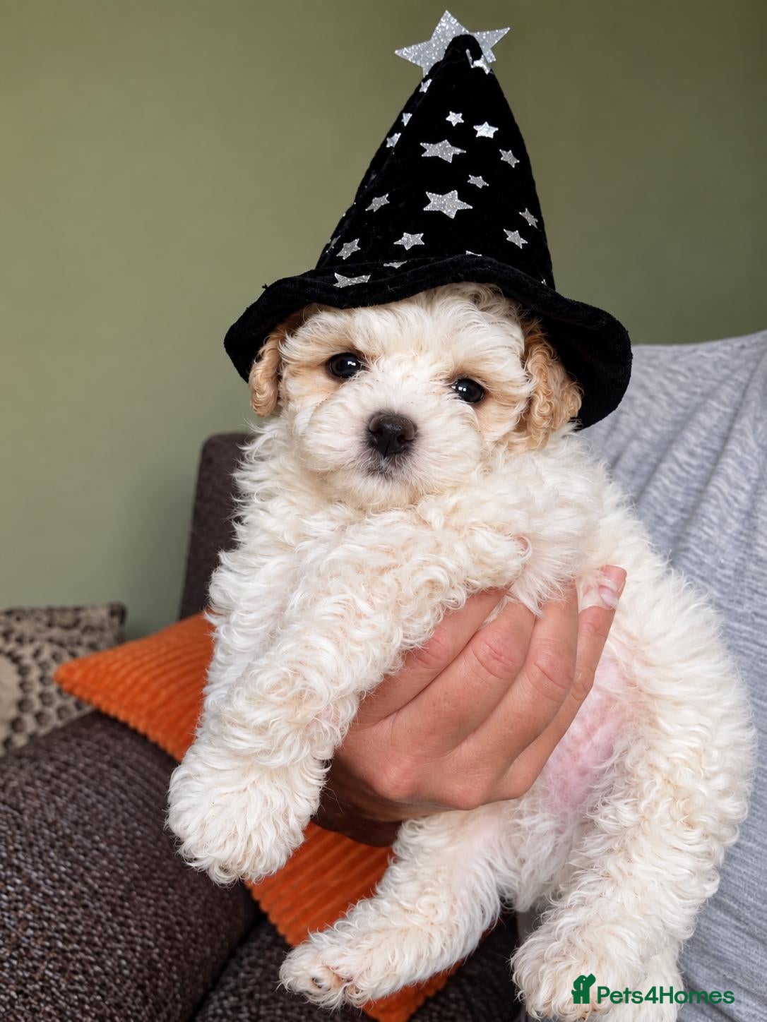Maltipoo dogs Last boy Miniature Maltipoo remaining 🐾 - Advert 6