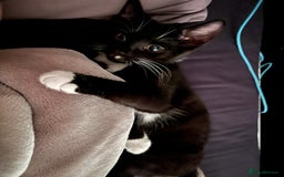 Mixed Breed cats for sale: Two kittens for sale boy and girl - Image 3
