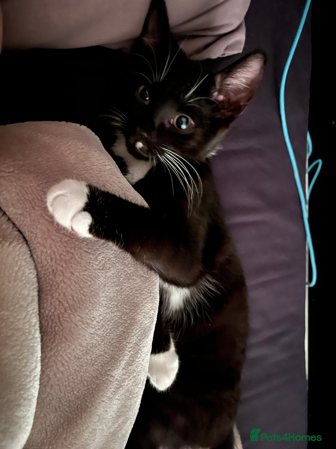 Mixed Breed cats for sale: Two kittens for sale boy and girl - Image 3