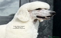 Standard Poodle dogs for sale: KC Standard Poodle Puppies - Image 8