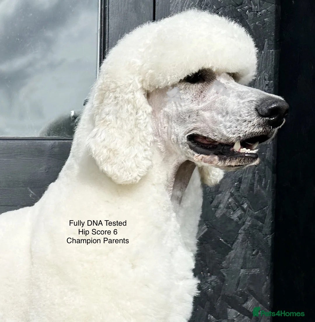 Standard Poodle dogs for sale: KC Standard Poodle Puppies - Image 8