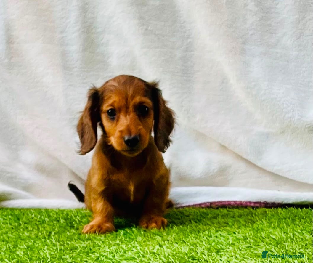 Miniature Dachshund dogs Long haired miniature dachshund puppies - Advert 1