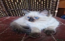 Ragdoll cats for sale: 1 Ragdoll girl left looking for a loving home  - Image 27