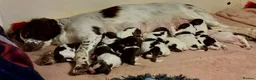 English Springer Spaniel dogs for sale: Springer Spaniel Puppies for sale - Advert 14