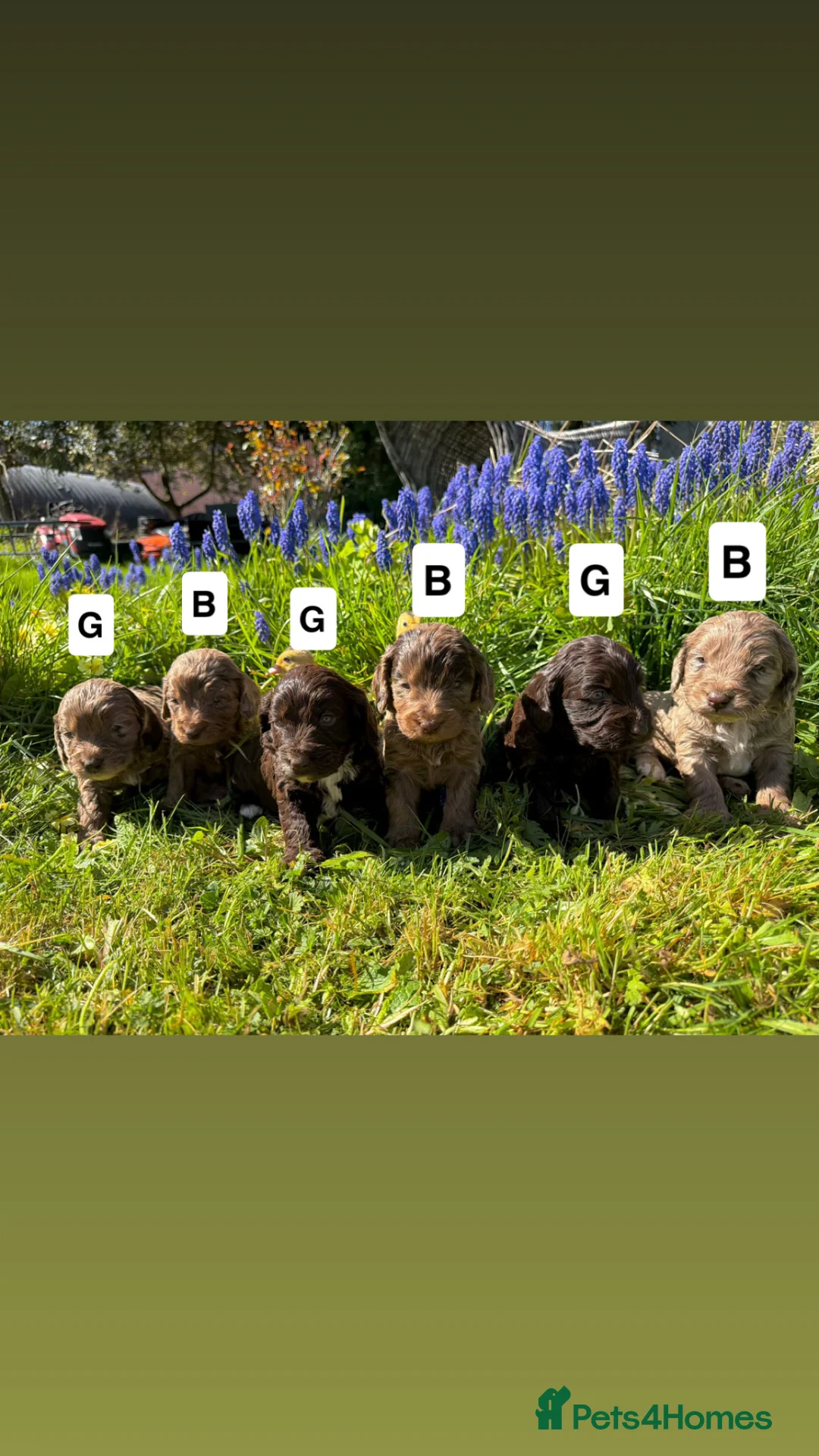 Cockapoo dogs for sale: F1 Cockapoo Puppies.  - Advert 2