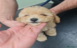 Toy Poodle dogs for sale: Tiny kc Russian background toy poodle poppies  - Image 19