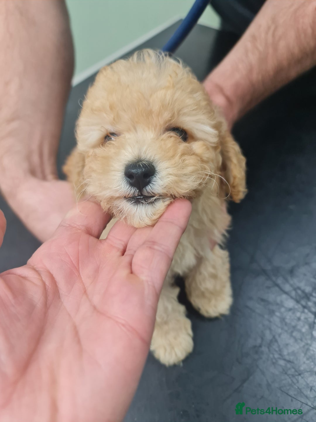 Toy Poodle dogs for sale: Tiny kc Russian background toy poodle poppies  - Image 19
