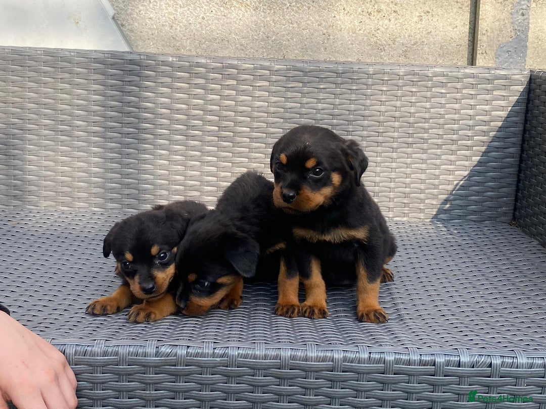 Rottweiler dogs for sale: Beautiful Rottweilers - Image 15